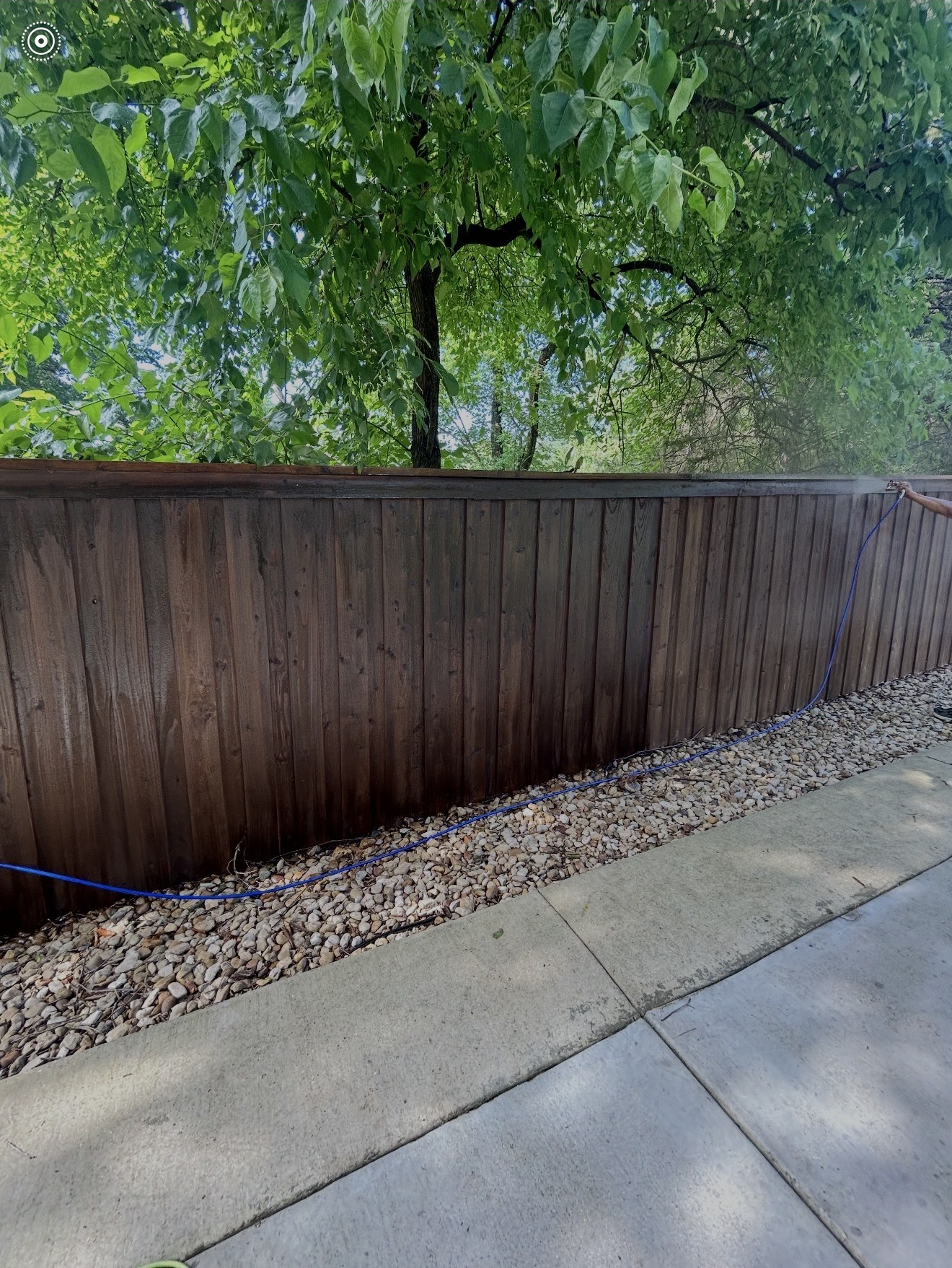 Wider view of wood fence staining in progress beneath trees